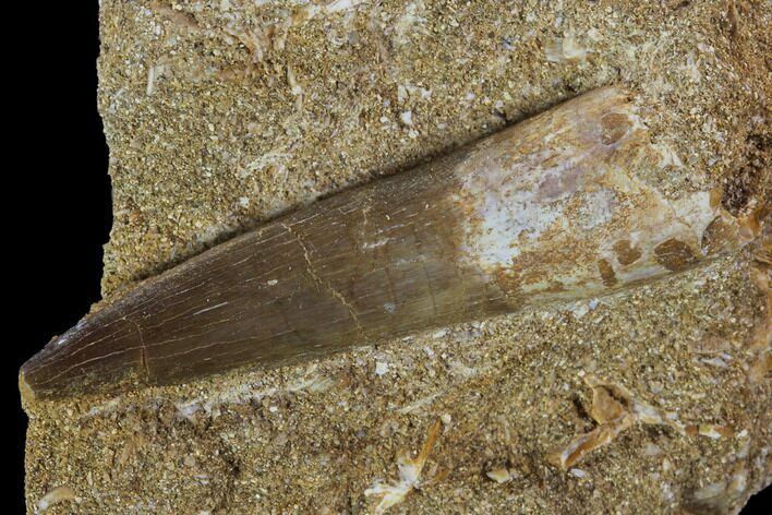 Fossil Plesiosaur (Zarafasaura) Tooth In Rock - Morocco #95101